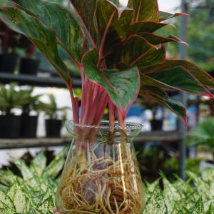 Phú quý thủy sinh