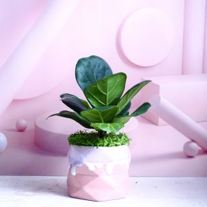 Bàng Sing mini chậu hồng