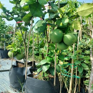 Bưởi da xanh đang trái