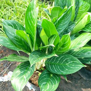 Cây bạch mã hoàng tử