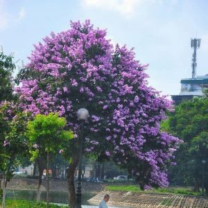 Cây bằng lăng tím