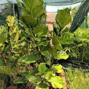 Cây bàng Singapore