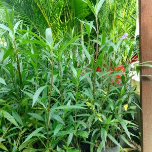 Cây chiều tím