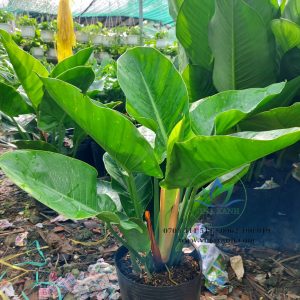 Cây đế vương