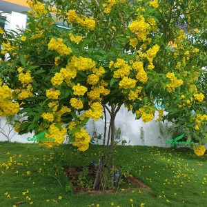 Cây huỳnh liên vàng