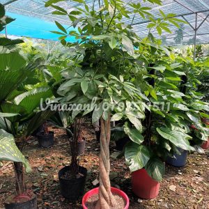 Cây kim ngân bính