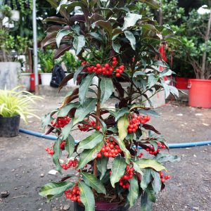 Cây kim ngân lượng