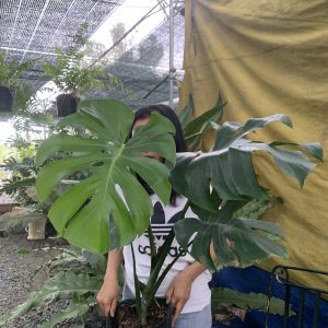 Cây monstera