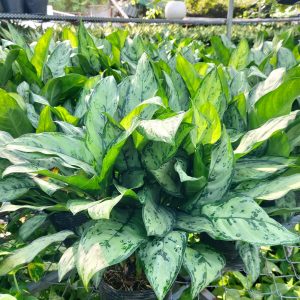 Cây ngân hậu