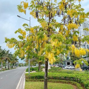 Cây Osaka hoa vàng