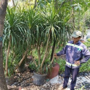 Cây phát tài núi