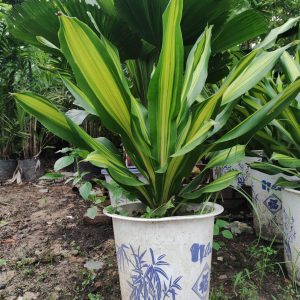 Cây phát tài sắt