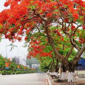 Cây phượng vĩ