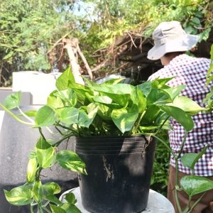 Cây trầu bà xanh