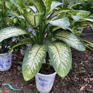 Cây vạn niên thanh