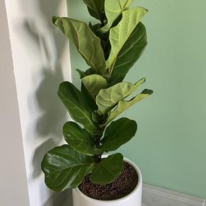 Chậu bàng Singapore