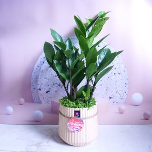 Chậu cây Kim tiền