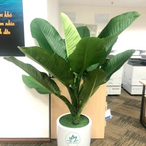 Chậu đại phú gia