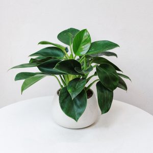 Chậu đế vương xanh