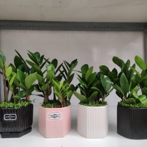 Chậu kim tiền