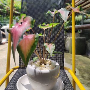 Chậu môn đốm