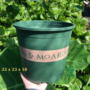 Chậu Monrovia (mẫu cao)