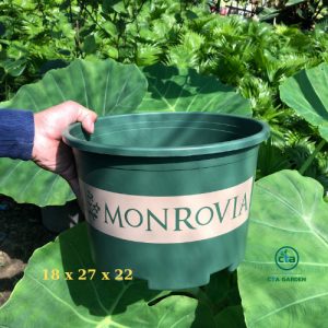 Chậu Monrovia (mẫu lùn)