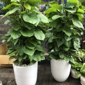 Chậu trầu bà cột