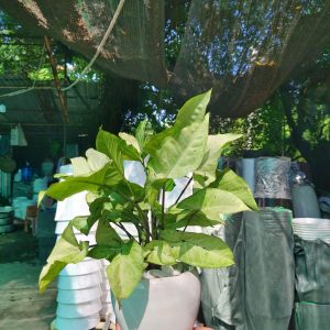 Chậu tróc bạc