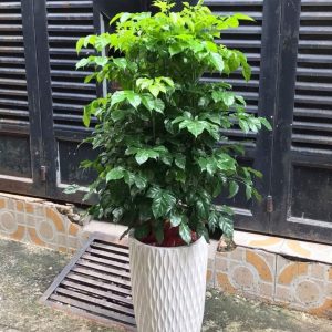 Chậu trúc bách hợp