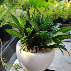 Chậu trúc bách hợp