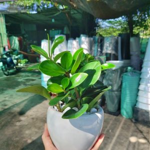 Chậu trường sinh