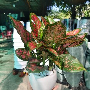 Chậu vạn lộc