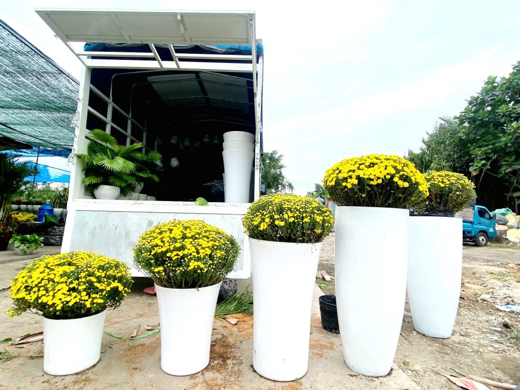 Cúc mâm xôi đa dạng chậu
