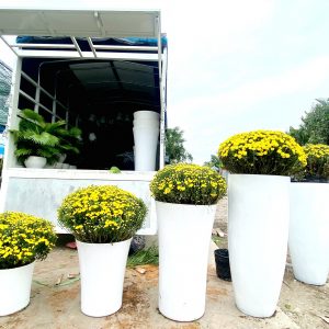Cúc mâm xôi đa dạng chậu