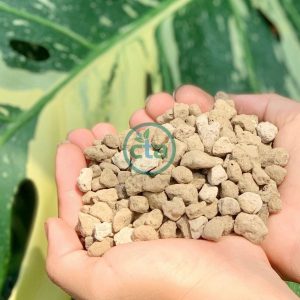 Đá pumice (size lớn)