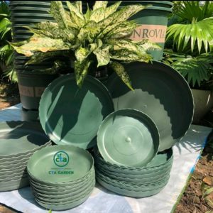 Dĩa lót đủ kích thước