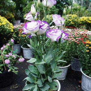 Hoa cát tường