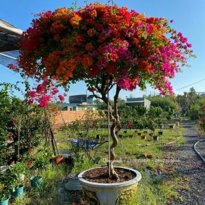 Hoa giấy ngũ sắc tán dù