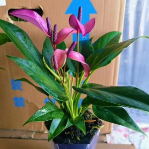 Hồng môn tím