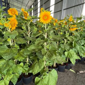 Hướng dương