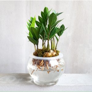 Kim tiền thủy sinh