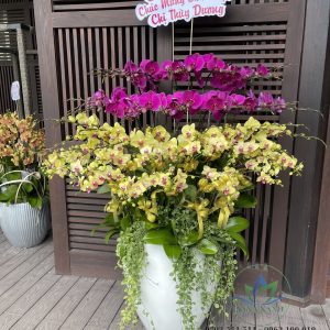 Lan hồ điệp 002