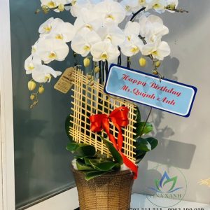 Lan hồ điệp 003