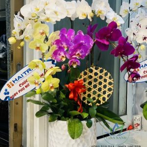 Lan hồ điệp 004