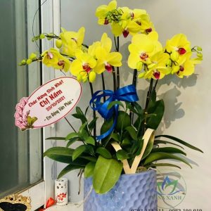 Lan hồ điệp 005