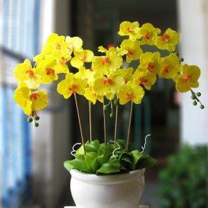 Lan hồ điệp 006