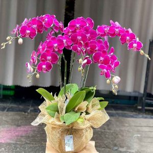 Lan hồ điệp 007