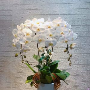 Lan hồ điệp 009