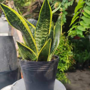 Lưỡi hổ thái